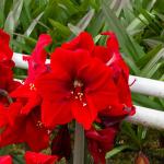 Bulbes à fleurs à planter à l'automne - Amaryllis Hippeastrum Rouge (x1) - face recto